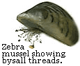 zebra mussel showing bysall threads