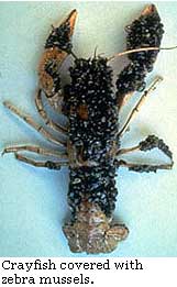 crayfish covered with zebra mussels