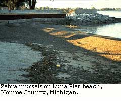 zebra mussels on Luna Pier beach, Michigan